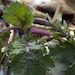Organic Red Russian Kale Seeds