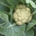 Organic Snowball Cauliflower Seeds