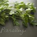 Organic Italian Dark Green Flat Leaved Parsley Seeds