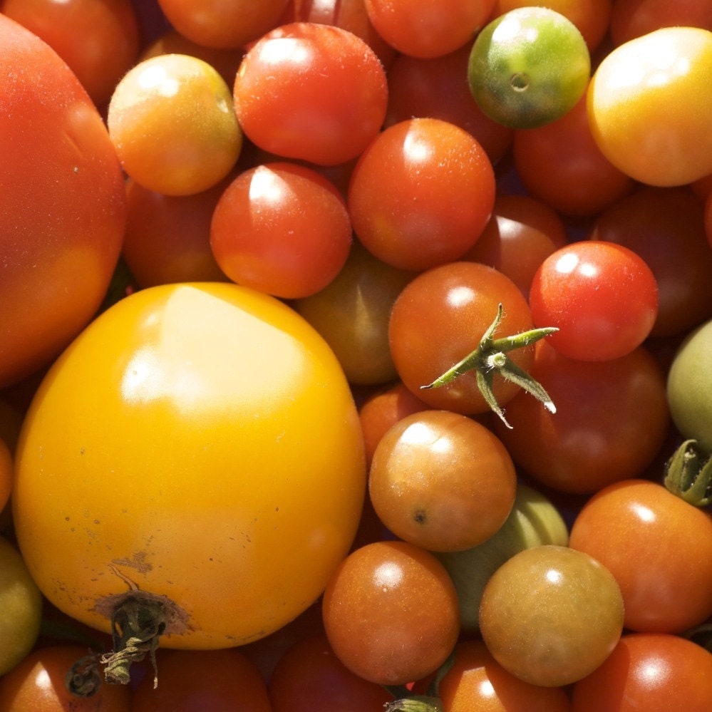 Organic Heirloom Tomato Seed Six Pack