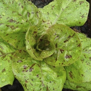 Organic Freckles Romaine Lettuce Seeds