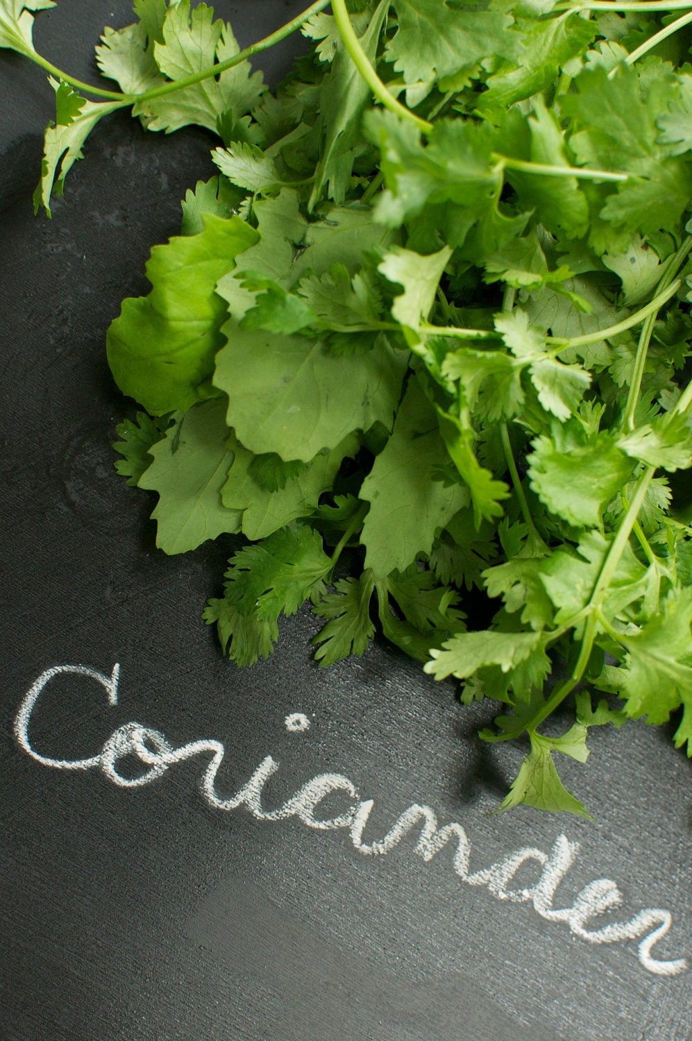 Organic Coriander Cilantro Herb Seeds