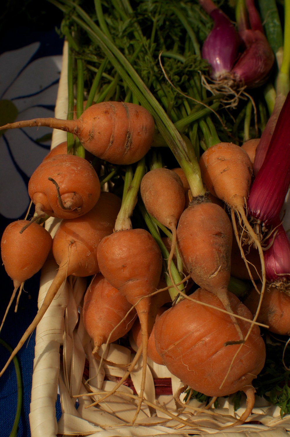 Organic Parisian Carrot Seeds - Round Orange Heirloom Carrots