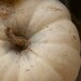 Organic White Pumpkin Seeds Casper White Halloween Pumpkins
