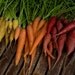Rainbow Carrots - Colourful Carrot Mix Organic Seeds