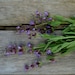 Sage Seeds for your Organic Herb Garden