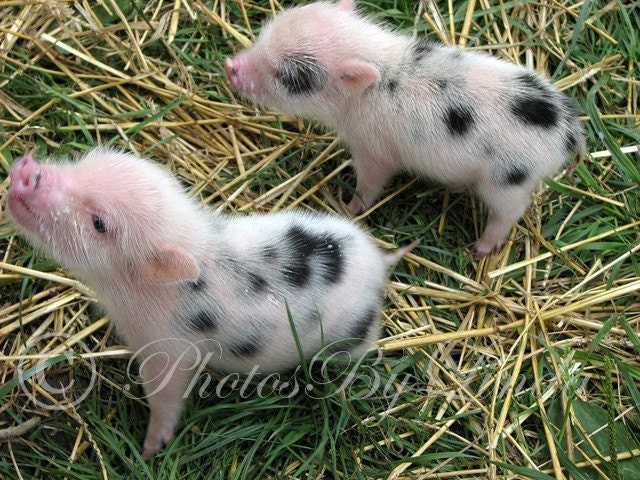 Baby Pigs