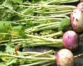 Organic Seeds, Vegetable Seeds, Purple Top White Globe Turnip seeds, heirloom seeds from our farm in handmade seed packets