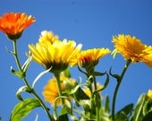 Organic Seeds, Heirloom Seeds, Calendula Seed Mixture, from our farm in handmade seed packets, flower seeds, flower garden