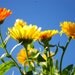 Organic Seeds, Heirloom Seeds, Calendula Seed Mixture, from our farm in handmade seed packets, flower seeds, flower garden