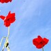 Organic Seeds, Poppy Seed Mixture, heirloom seeds from our farm in handmade seed packets, flower seeds