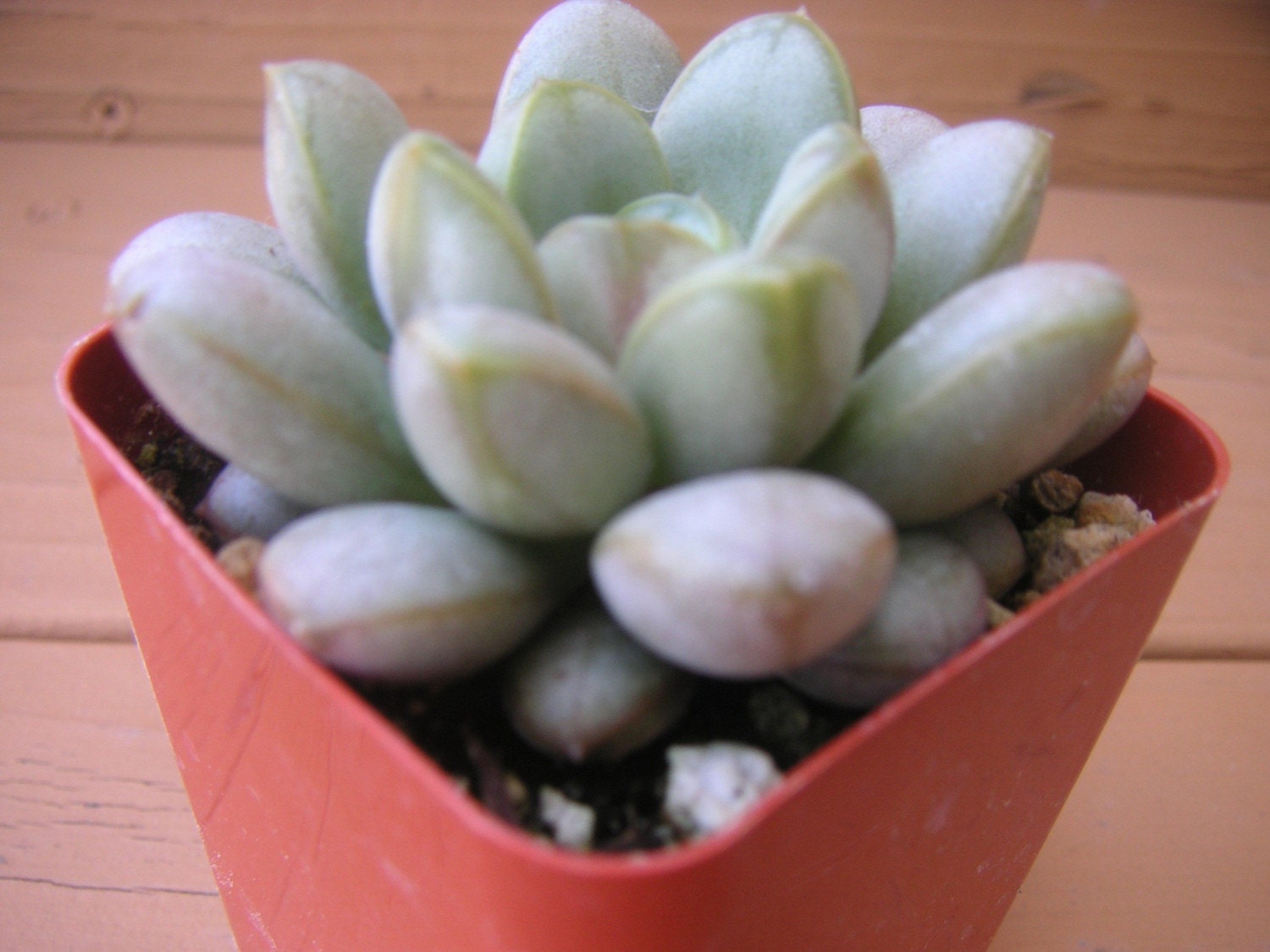 Succulent Plant, Echeveria