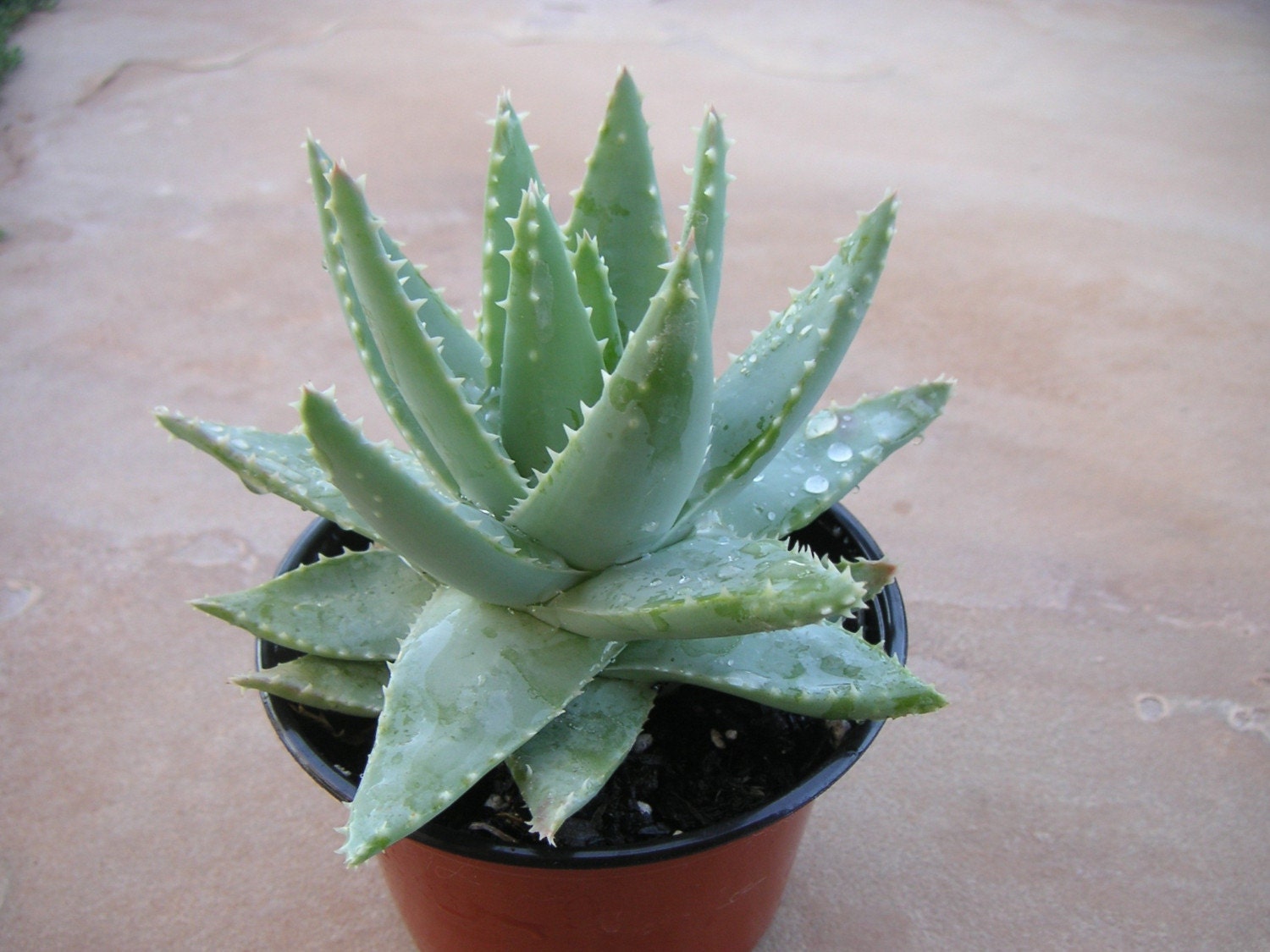 ALOE SUCCULENT