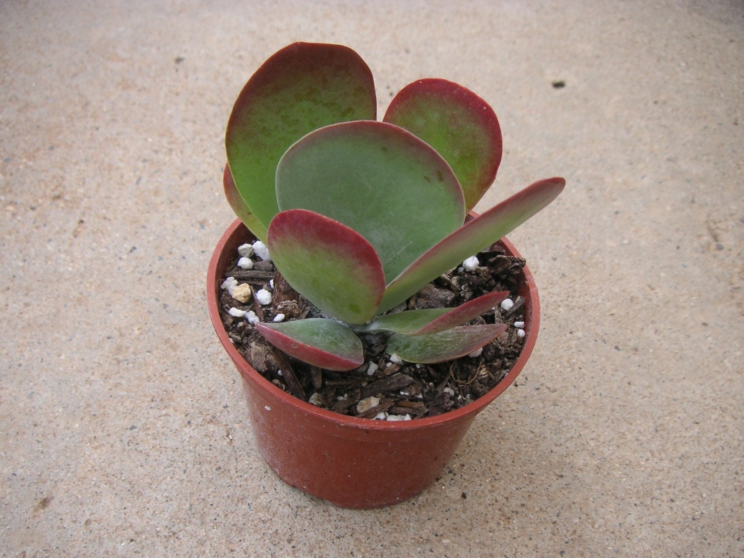 Flapjack Succulent Plant, Kalanchoe Luciae, 4 Inch Pot, Great For A Container Garden