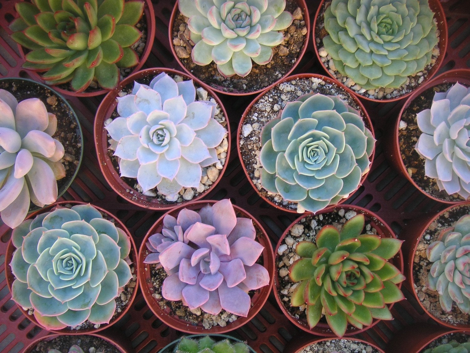6 Large Succulent Cuttings, Rosette Shape, Great Size For Your Bouquet, Wedding Decor, From 4 Inch Pots