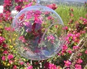 DIY, 6 Succulents And 2 Glass Globes For Terrarium Projects, Create A Fun Gift