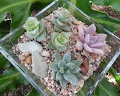 Modern Succulent Terraium Centerpiece, Home Decor, Weddings, Get Well And Am Thinking Of You Gift