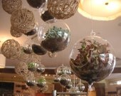 Beautiful Succulent Terrarium Globe, Party Gift,  Wedding And Special Event Centerpiece