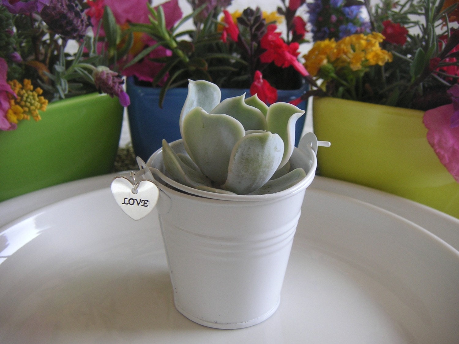 A Collection Of 100 Succulents, White Pails And A Charm, Wedding Shower Favors, Shabby Chic, Baptism Celebration