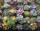 SUCCULENTS GALORE, A Collection Of 150 Succulents, Wedding Favors, Bouquets, Boutonnieres, Garden Party And More