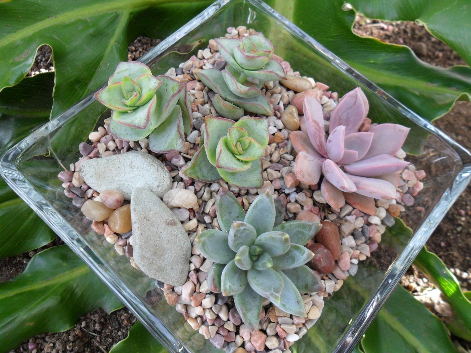 Modern Succulent Terraium Centerpiece, Home Decor