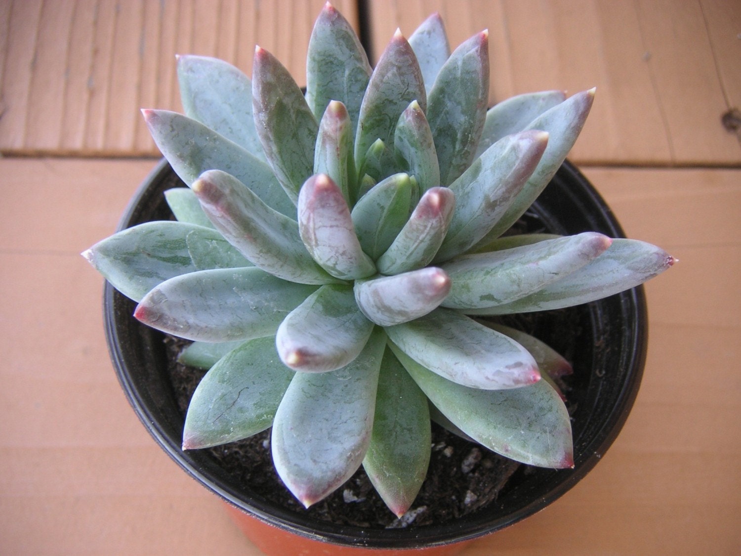 Large Pachyveria Glauca Succulent, Little Jewel, 4 Inch Pot, Works Well In A Bouquet