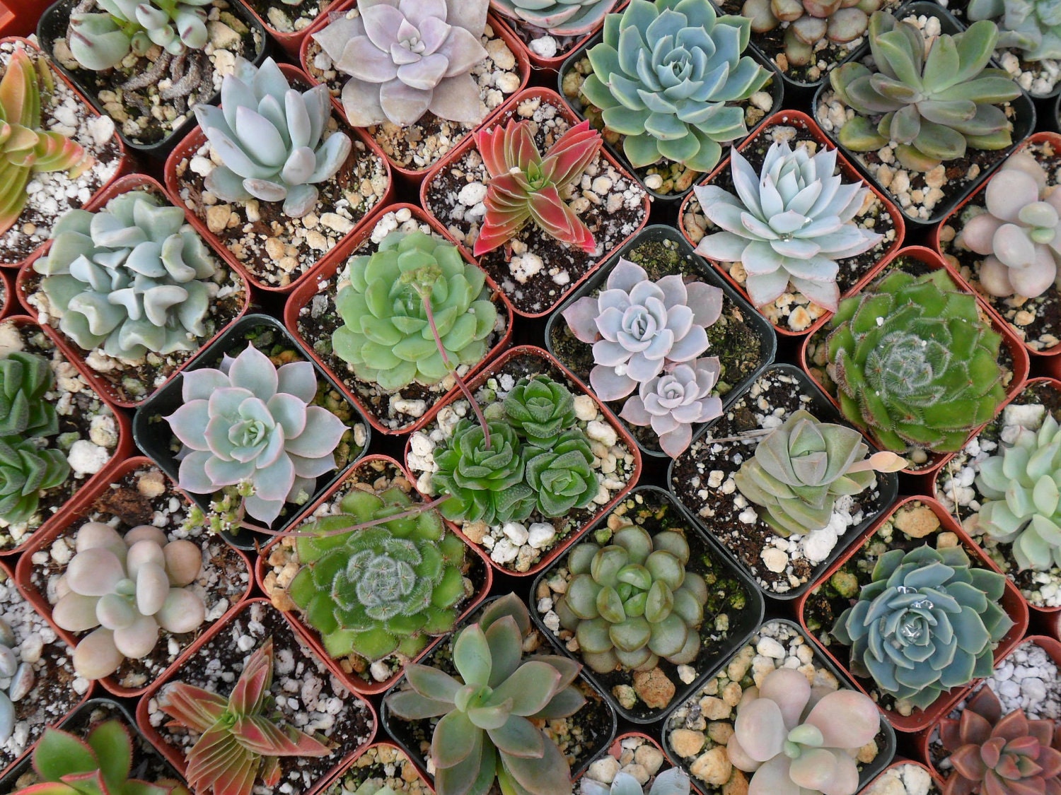 75 Succulents For Wedding Favors, Centerpieces, Terrariums And More