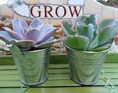 25 Succulents Plants  And Silver or White Pails, Rustic Wedding And Party Favors, Special Event, Take Away Gift