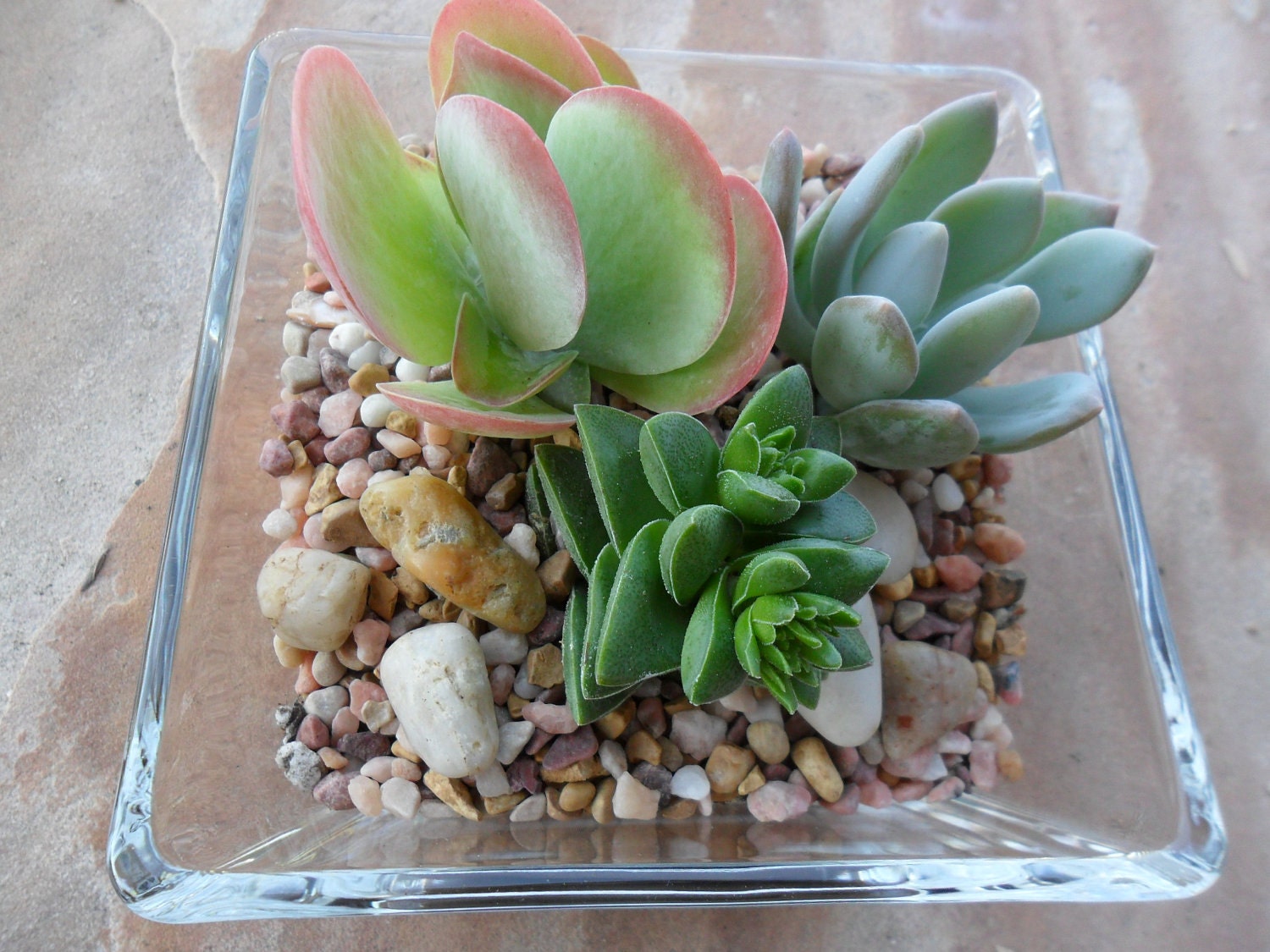 Modern Succulent Terraium Centerpiece, Home Decor, Weddings, Get Well, Mothers Day And Thinking Of You Gift