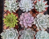 3 Large Succulent Cuttings, Rosettes, Great for Weddings, Cake Topper, Table Decor and Bouquets
