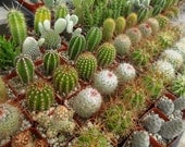 Cacti And Succulents, 6 Plants, Eco Friendly, Perfect For A Margarita Party, Southwest Event