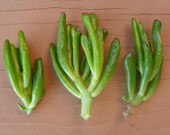 3 Finger Jade Succulent Cuttings, Crassula Ovata