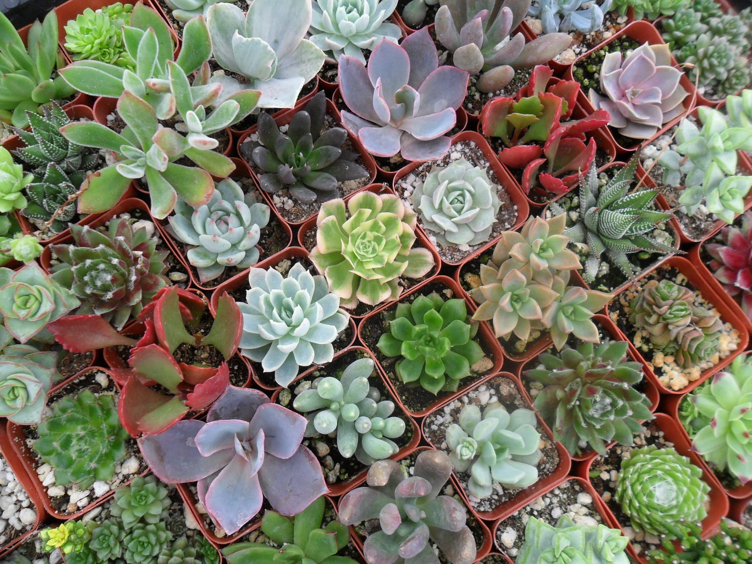 A Riot Of 15 Rooted Succulent Plants For Your Terrarium Projects, Great Gifts, Party Favors And More