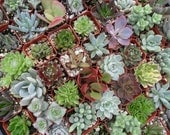A Riot Of 12 Rooted Succulent Plants, A Nice Variety, Great Deal, Wedding Favors, Make a Living Wall, Succulent Terrarium