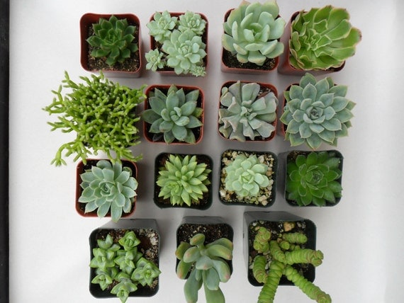 Reserved For Kristina, Succulent Plants, Great For Terrarium Projects, Centerpieces, Container Gardens, Urban Chic
