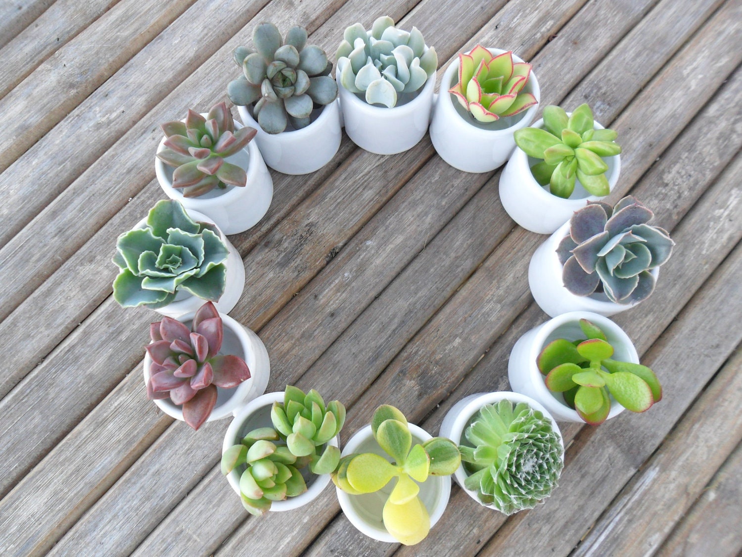 Succulent Centerpiece, White Ceramic, Table Top Decor, Great For A Wedding, Garden Party Or Special Event