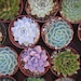 A Great Collection Of 6 Large Succulents From 4 Inch Pots, Wedding Decor, Dinner Party, Garden