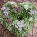 Beautiful Succulent Wreath Centerpiece, Immediate Delivery