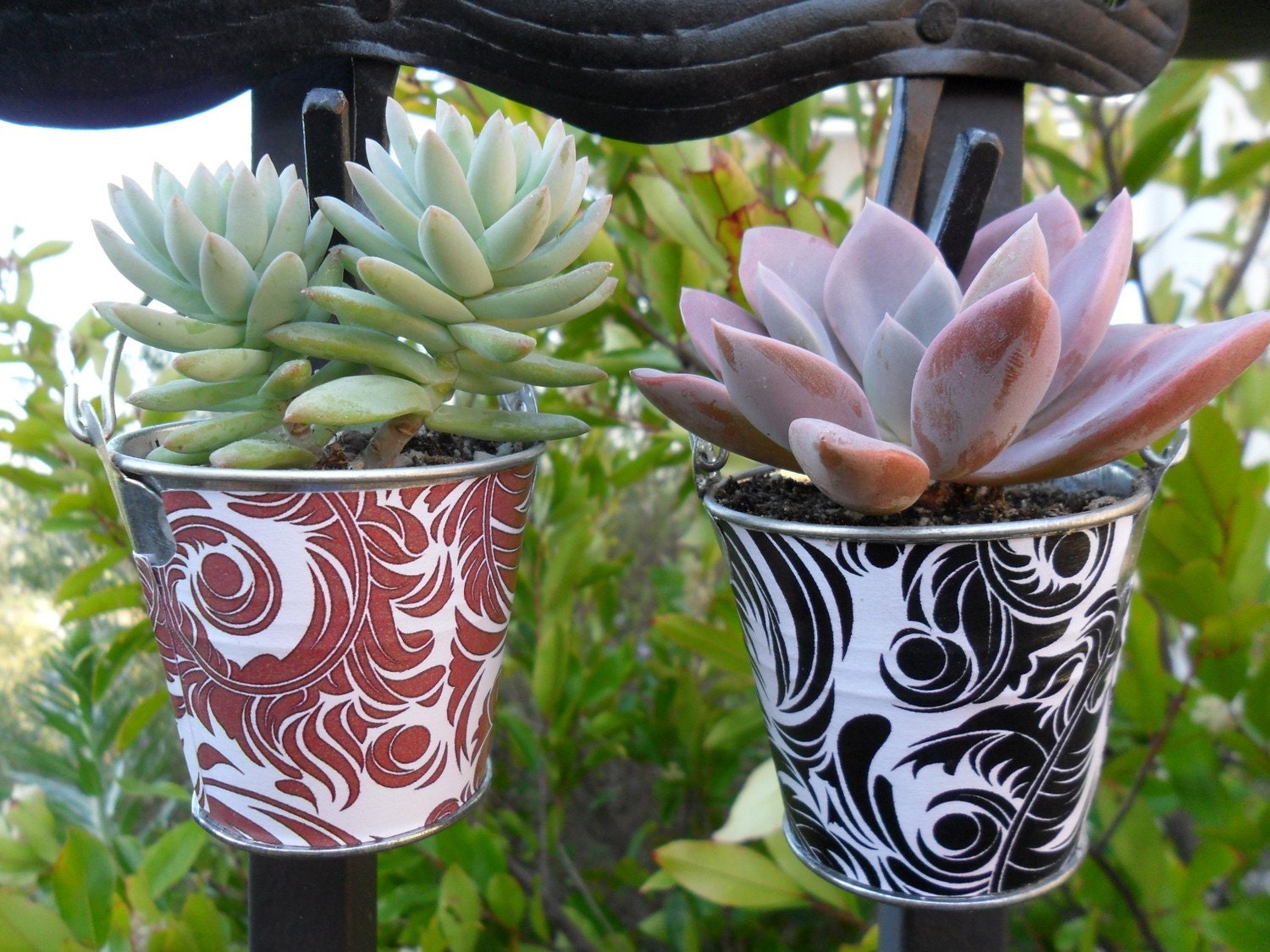 A Collection Of 12 Succulent Plants, Great For Terrarium Projects, Living Walls, Party Favors