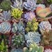 Succulents Galore, 45 QUALITY Succulents, Great For Wedding Favors, Centerpiece, Bouquets And Boutonnieres