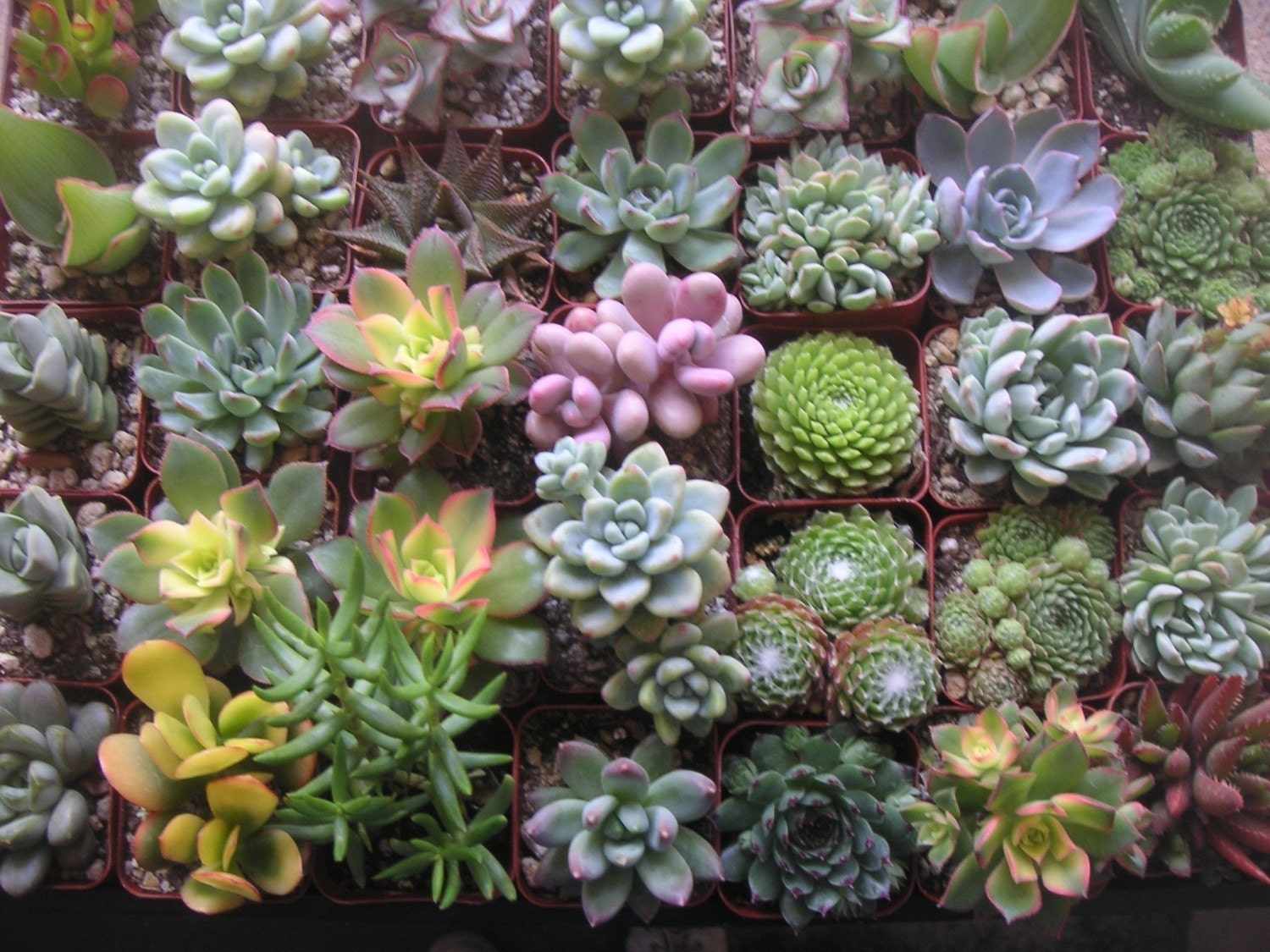 Succulents Galore, 12 Succulent Favors For Your Wedding, Baby Shower, Garden Party And Dish Garden