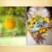 6 Succulent Plants, Great Collection For Terrarium Projects, Special Events, Centerpieces, Container Gardens