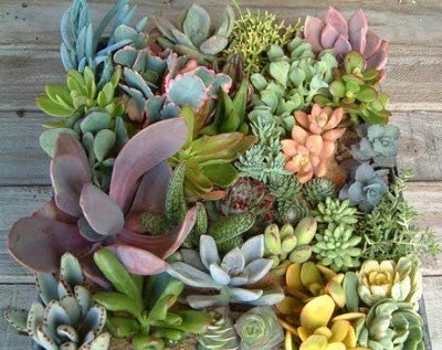 6 Succulent Plants, Great Collection For Terrarium Projects, Special Events, Centerpieces, Container Gardens