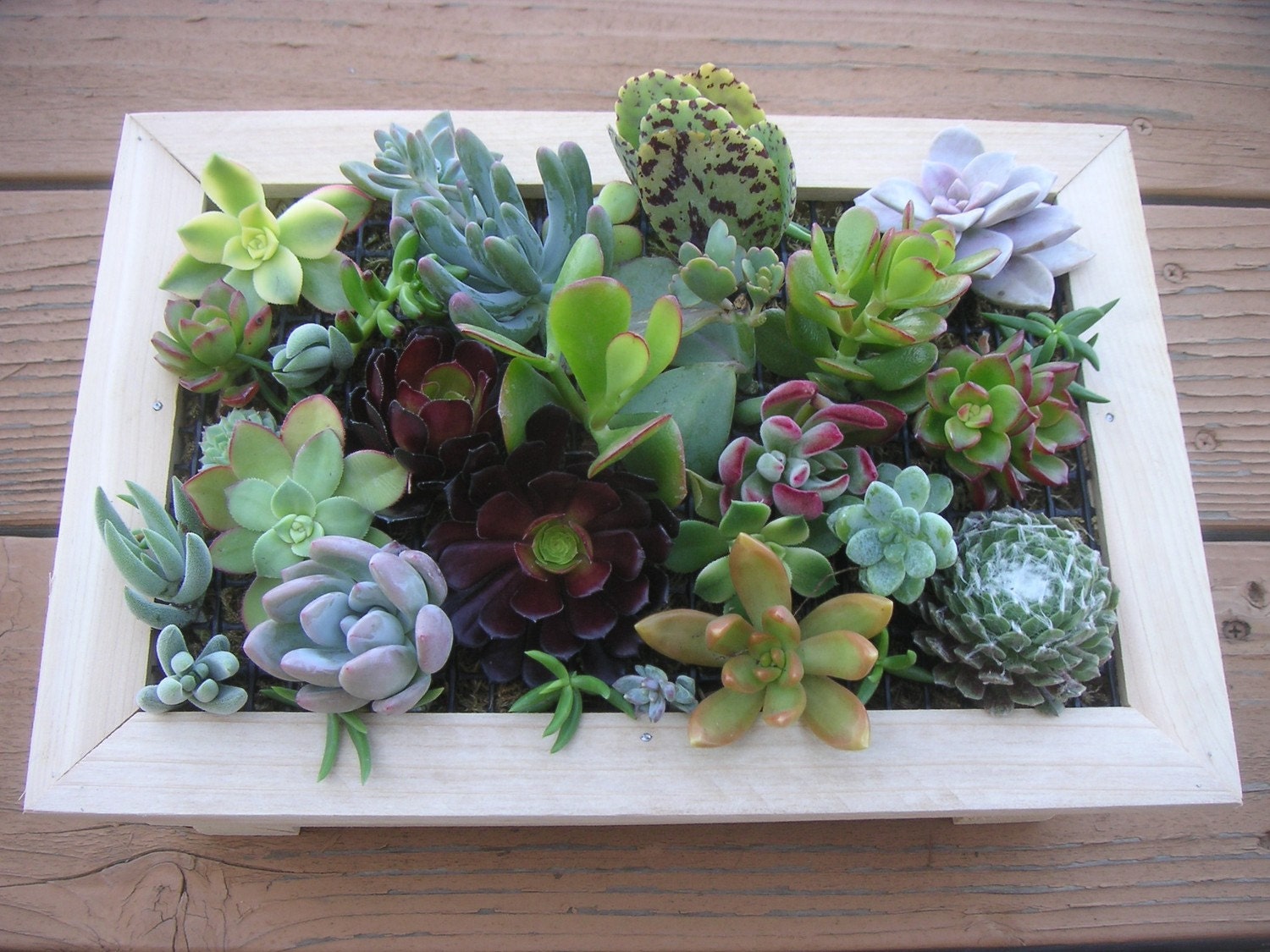 Complete Succulent Wall Art Kit, Includes 20 Cuttings, Moss And Soil To Get Started