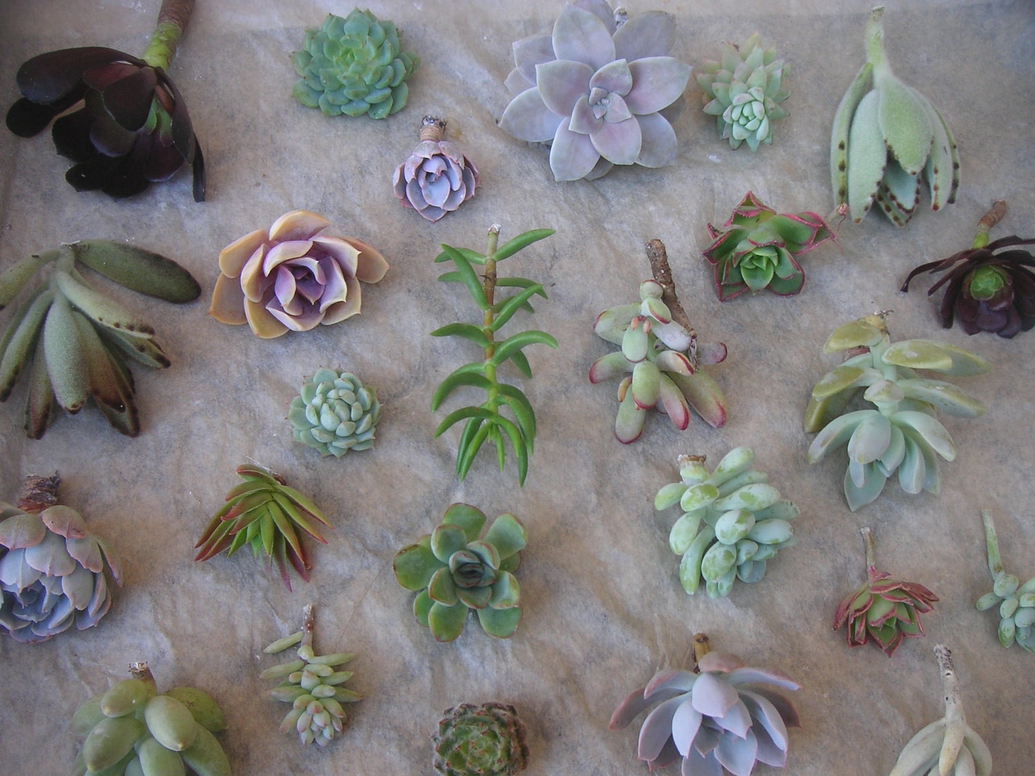 70 QUALITY Succulents Cuttings W/ Rooting Powder, Centerpieces, Favors, Boutonnieres, and Bouquets