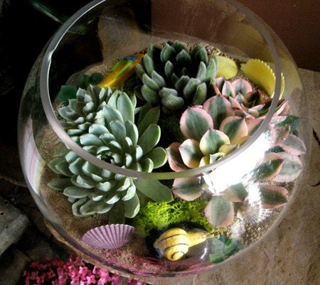 Succulents Galore, A Collection of 12 Succulent Cuttings W/ Rooting Powder, Great For Starting a Garden, Centerpieces and Living Walls