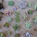 A Collection of 24 Succulents Cuttings, Dish Gardens, Terrariums, Great For Bouquets, Boutonnieres And Table Decor