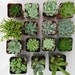 Reserved For Kristina, Succulent Plants, Great For Terrarium Projects, Centerpieces, Container Gardens, Urban Chic