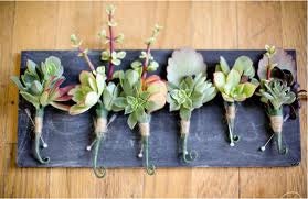 70 QUALITY Succulents Cuttings W/ Rooting Powder, Centerpieces, Favors, Boutonnieres, and Bouquets