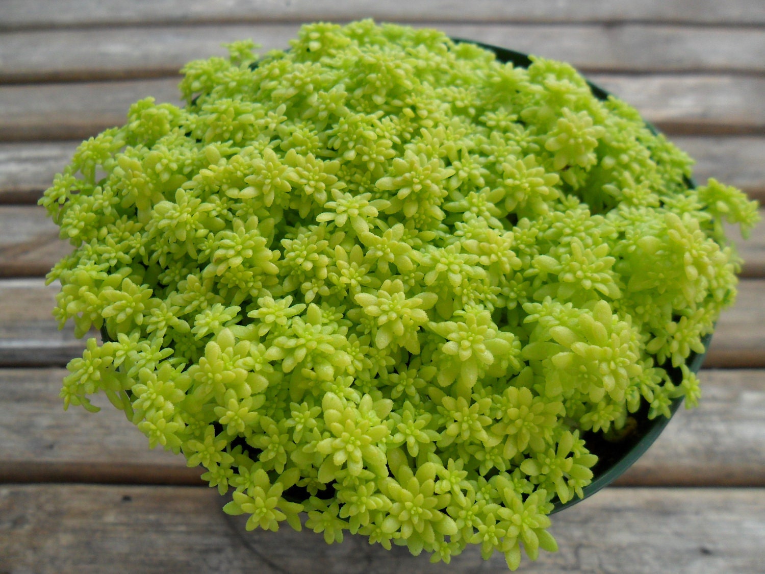 Sedum Succulent, Spreads, Spills Over, Great For Rock Gardens, Hanging Pots, Baskets and Dish Gardens